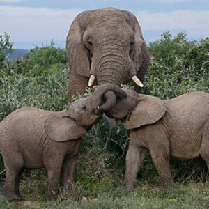 Wildlife