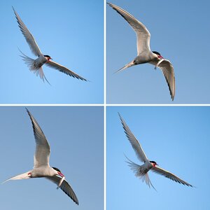Vögel