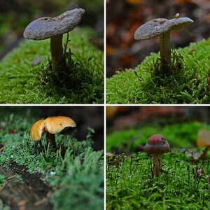 Pilze