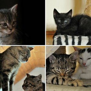 Katzen II