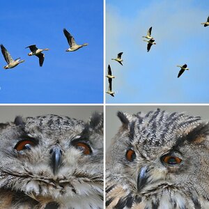 Vögel