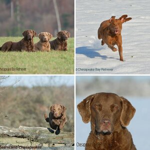 Chesapeake Bay Retriever