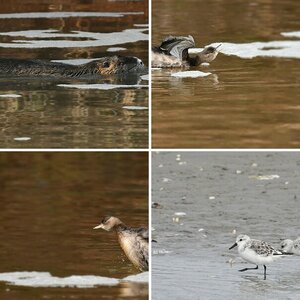 Enten,Schwäne etc.Alles was auf dem Wasser schwimmt.