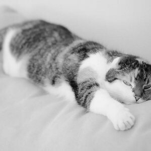 Katzen