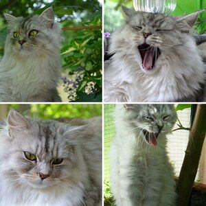 Mein Kater