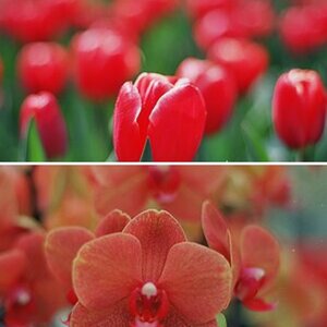 Blüten