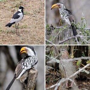 South Africa