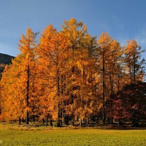 Herbst in Tirol