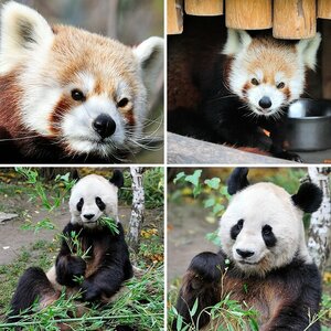 Kleiner und großer Panda
