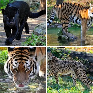 Wolf, Bär, Tiger, Jaguar