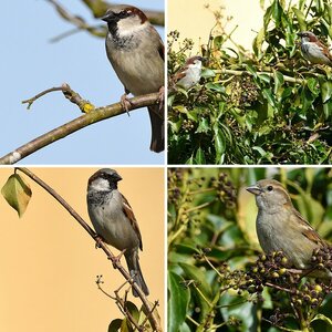 Wildlife2