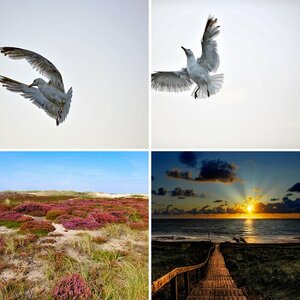 Sylt