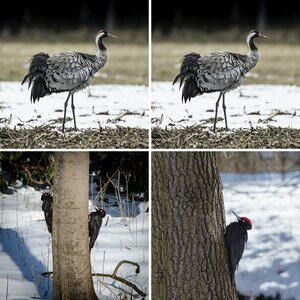Wildlife 2013