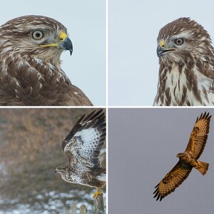 Bussard 2