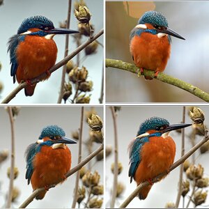 Eisvogel Amsel Drossel Schafstelze Tauben
