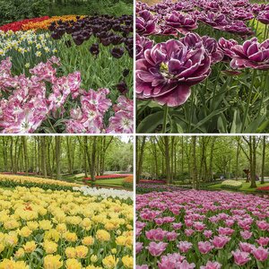 Blüten