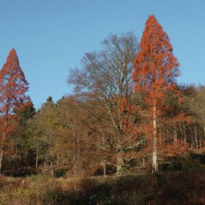 Herbst