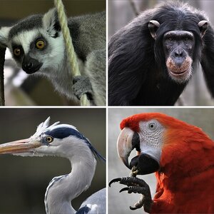 Tiere im Zoo