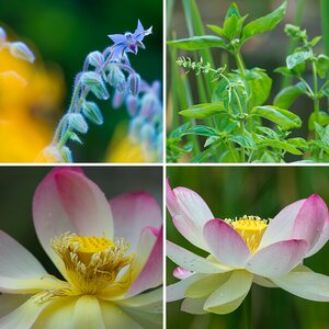 Lotus