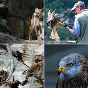 Zootiere