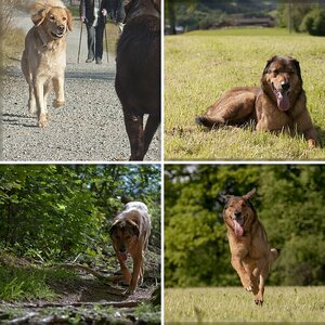 Hunde