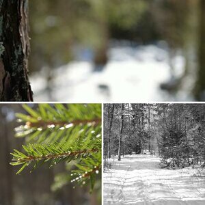 Waldspaziergang