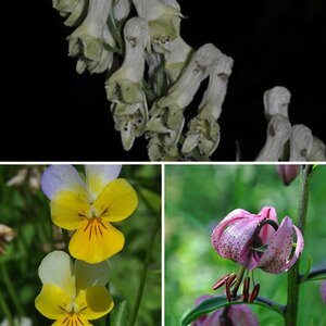 Blumen der Schweiz