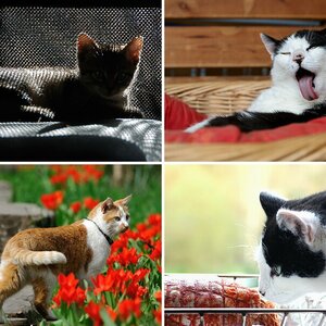 Katzen III