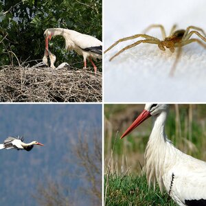 Tiere freilebend