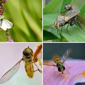 Insekten