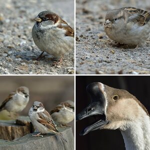 Vögel 5