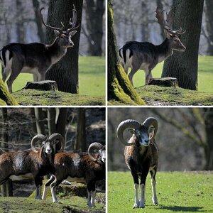 Wildparks