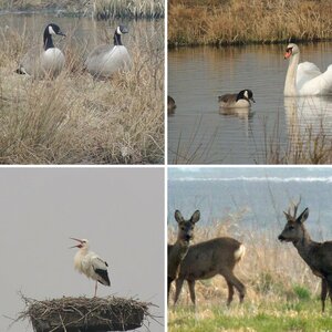 Photo-Safari