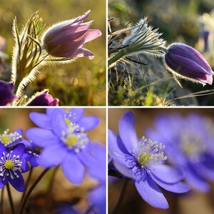 Frühling