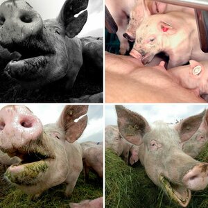 Schweine