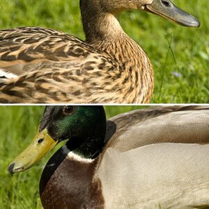 Enten