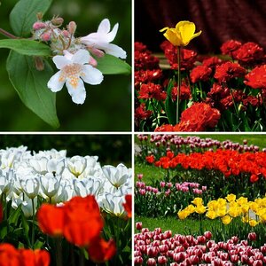 Pflanzen & Blüten