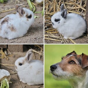 Tiere