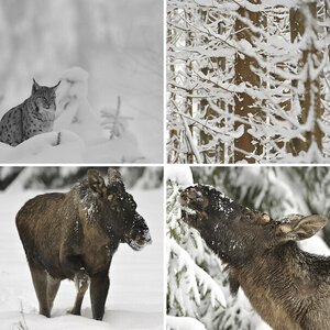 Lauserts Bilder 8
