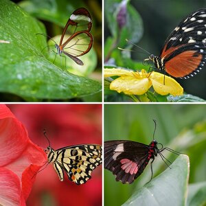 Insekten (7)