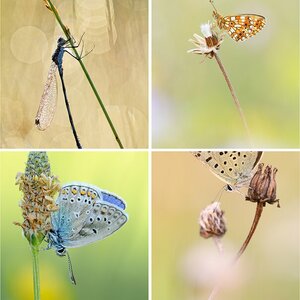 Makro