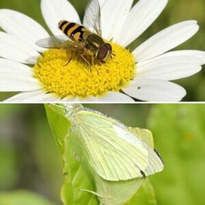 Insekten