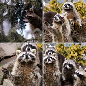 Zoobilder