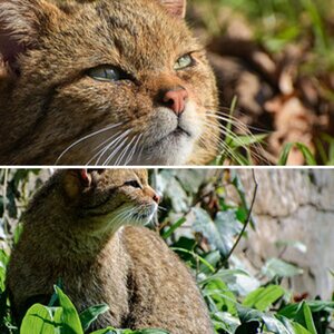 Katzen