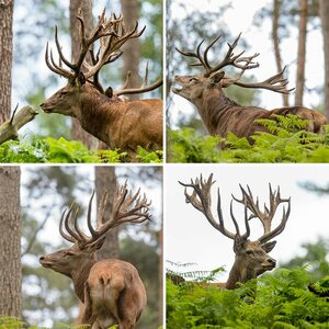 Wilpark Granat - verschiedene Treffen