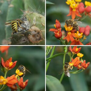 Insekten