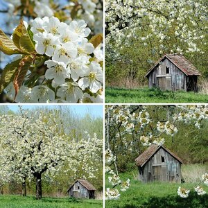 Kirschblüte