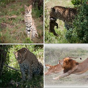 Kenia 2011