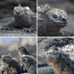 Galapagos 2011