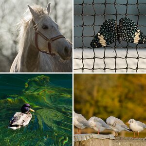 Tierwelt